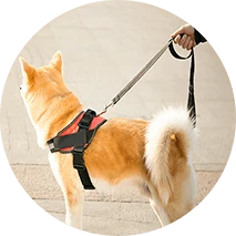 קולרים, רצועות ורתמות לחיות מחמד