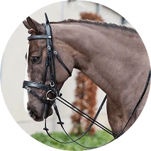 מוצרי סוסים וטיפול