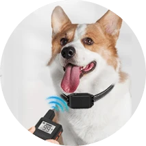 אימון והתנהגות